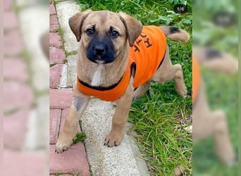 Luna, ein Goldschatz für Liebhaber von Herdenschutzhunden