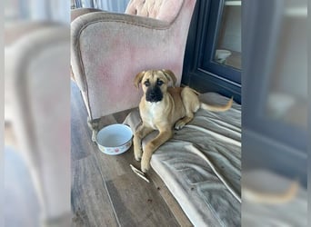 Luna, ein Goldschatz für Liebhaber von Herdenschutzhunden