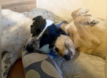 Große Monnie sucht Ihr passendes Körbchen
