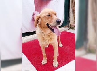 Maya, Golden Retriever Mix mit Charme, toller Familienhund
