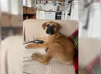 Luna, ein Goldschatz für Liebhaber von Herdenschutzhunden