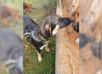 Kian, liebevoller junger Rüde