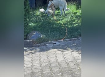 Leider muss Mozart seine Familie verlassen