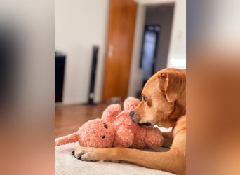 KIRA - dringender unverschuldeter Notfall