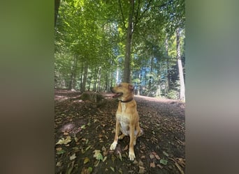 KIRA - dringender unverschuldeter Notfall