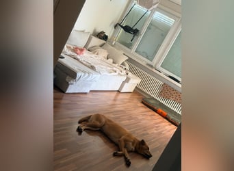 KIRA - dringender unverschuldeter Notfall