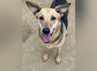 ROSALIE - unser toller Wonneproppen