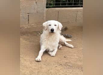 BONNY - der wahrscheinlich liebste Hund der Welt