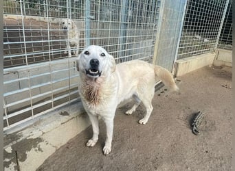 CHICCO - er braucht Menschen um sich