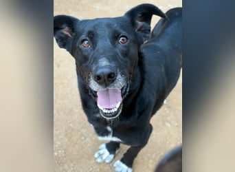 MIDA - der Stress im Rifugio ist zu viel für ihn