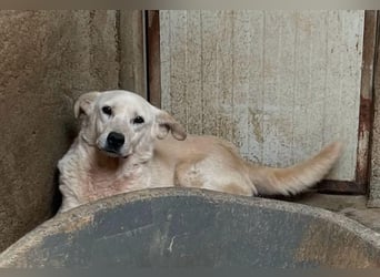 CHICCO - er braucht Menschen um sich