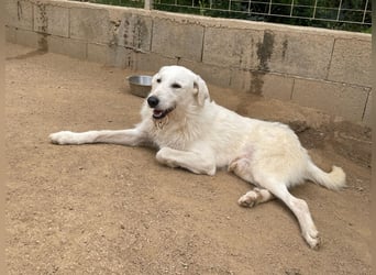 BONNY - der wahrscheinlich liebste Hund der Welt