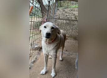 CHICCO - er braucht Menschen um sich