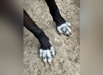 MIDA - der Stress im Rifugio ist zu viel für ihn