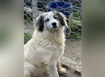 BOVALE - nett, verträglich & verspielt