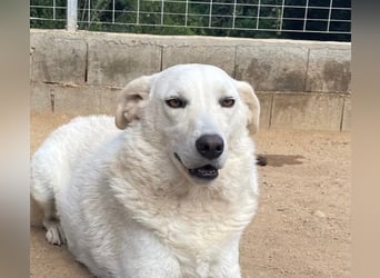 AGOSTINA - bildhübsch und freundlich