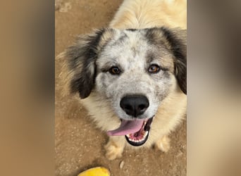 BOVALE - nett, verträglich & verspielt