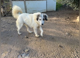 BOVALE - nett, verträglich & verspielt