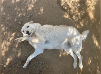 AGOSTINA - bildhübsch und freundlich