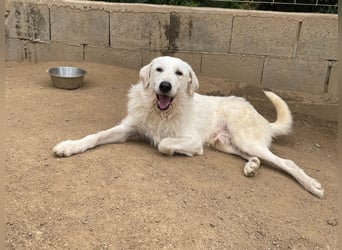 BONNY - der wahrscheinlich liebste Hund der Welt