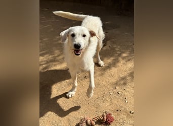 BONNY - der wahrscheinlich liebste Hund der Welt