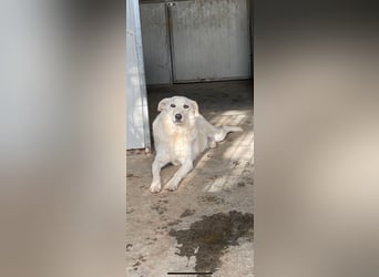 AGOSTINA - bildhübsch und freundlich