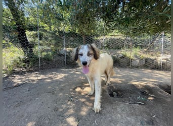 BOVALE - nett, verträglich & verspielt