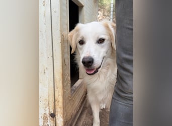 GAETANO - so schön wie ein Coverboy
