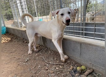 PALLINO - er braucht Zeit zum Ankommen