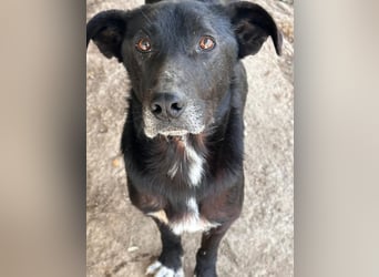 MIDA - der Stress im Rifugio ist zu viel für ihn