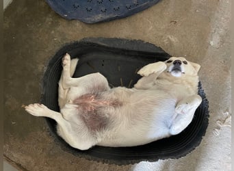 AGOSTINA - bildhübsch und freundlich