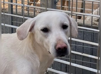 PALLINO - er braucht Zeit zum Ankommen