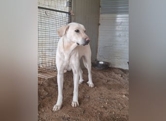 PALLINO - er braucht Zeit zum Ankommen