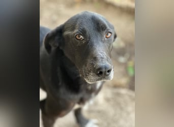 MIDA - der Stress im Rifugio ist zu viel für ihn