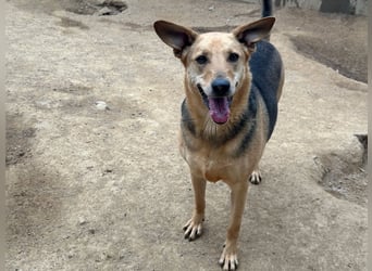 ROSALIE - unser toller Wonneproppen