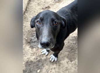 MIDA - der Stress im Rifugio ist zu viel für ihn