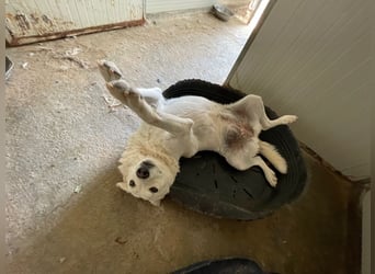 AGOSTINA - bildhübsch und freundlich