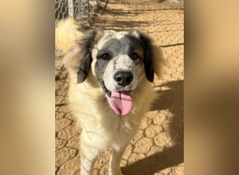 BOVALE - nett, verträglich & verspielt