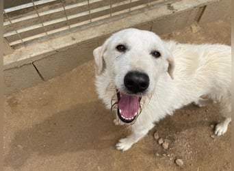 BONNY - der wahrscheinlich liebste Hund der Welt