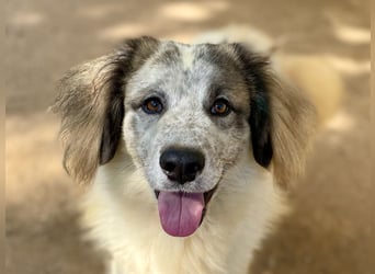 BOVALE - nett, verträglich & verspielt