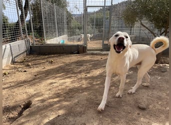 PALLINO - er braucht Zeit zum Ankommen