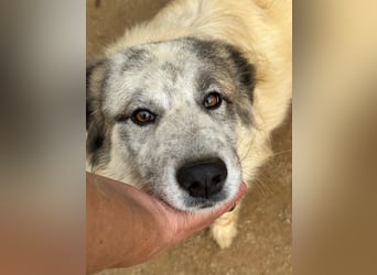 BOVALE - nett, verträglich & verspielt