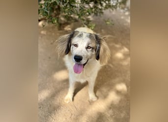 BOVALE - nett, verträglich & verspielt