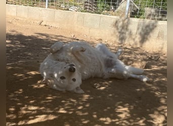 AGOSTINA - bildhübsch und freundlich
