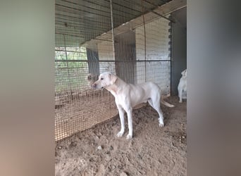 PALLINO - er braucht Zeit zum Ankommen