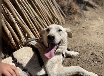 CHICCO - er braucht Menschen um sich