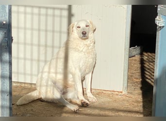 AGOSTINA - bildhübsch und freundlich