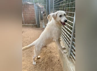 BONNY - der wahrscheinlich liebste Hund der Welt
