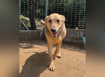 ROSALIE - unser toller Wonneproppen