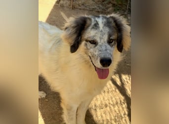 BOVALE - nett, verträglich & verspielt